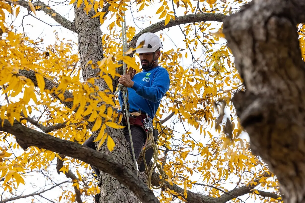 Skilled Tree Planing crew working in Montgomery